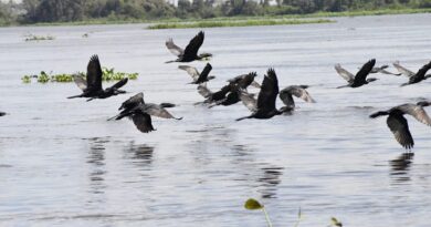 COP15: Pantanal é ponto de parada e alimentação para 190 espécies de aves migratórias do Continente