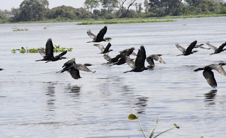 COP15: Pantanal é ponto de parada e alimentação para 190 espécies de aves migratórias do Continente