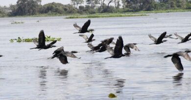 COP15: Pantanal é ponto de parada e alimentação para 190 espécies de aves migratórias do Continente
