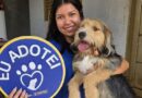 Cães e gatos resgatados buscam nova família no domingo